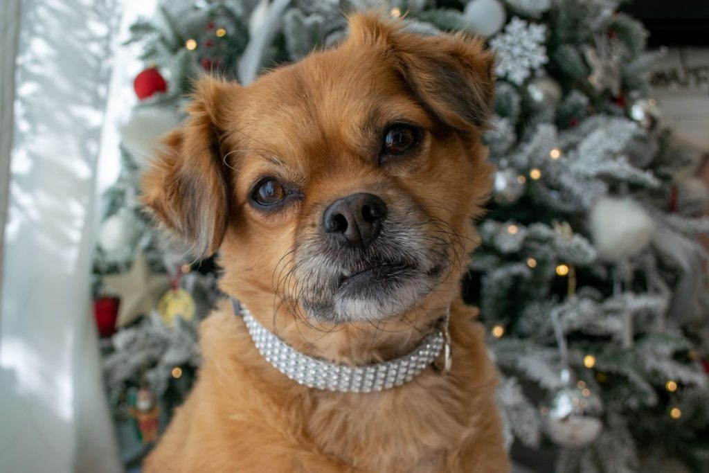 cute dog posing in front of christmas tree 2023 11 27 05 10 07 utc