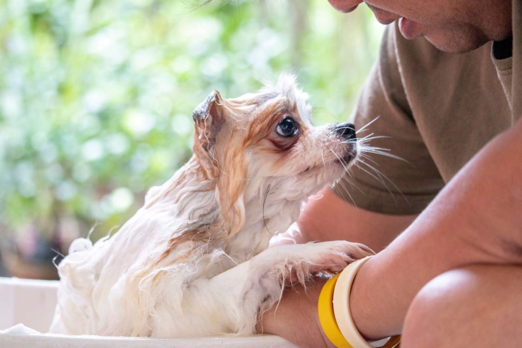 dog is watching the owner during showering 2023 11 27 05 35 26 utc