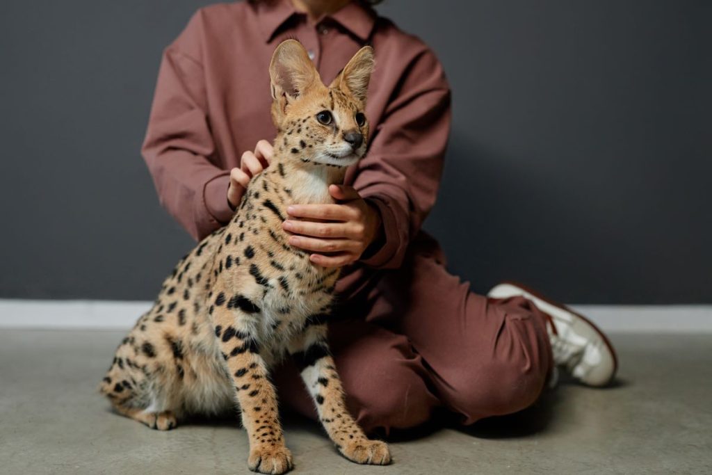 graceful serval cat with girl in background 2023 12 19 19 55 32 utc