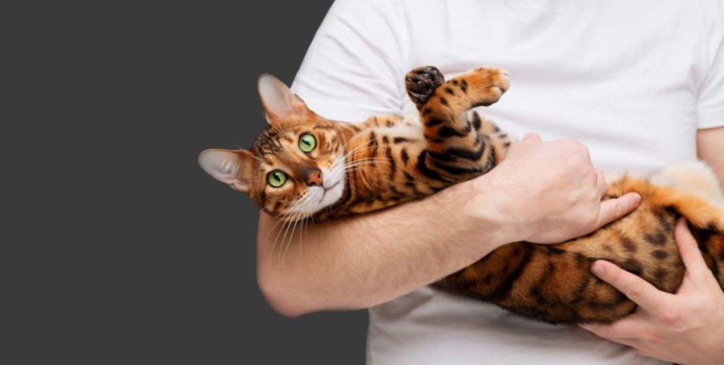 man holding bengal cat in hands 2023 11 27 05 33 36 utc