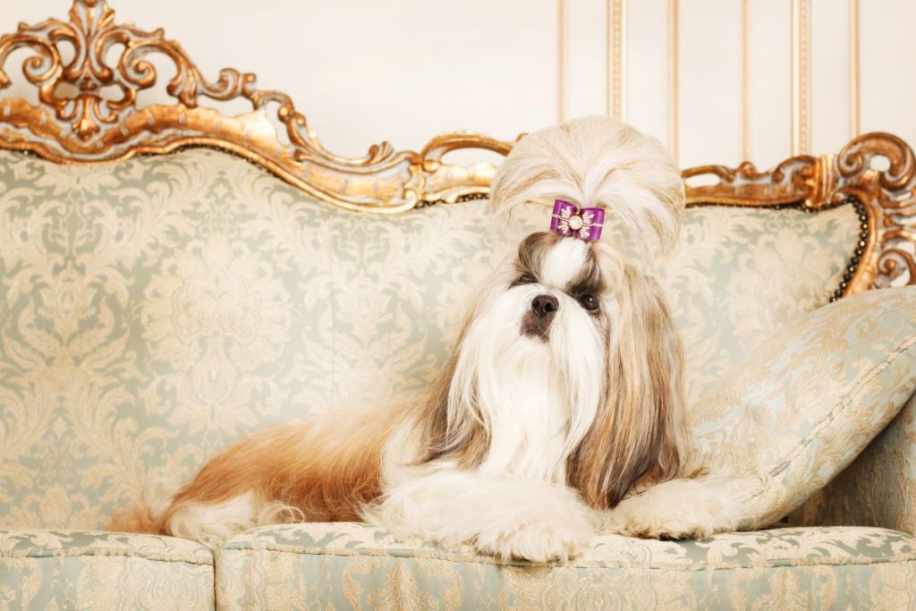 shih tzu with long furr in a beautiful classic int 2023 11 27 04 50 03 utc