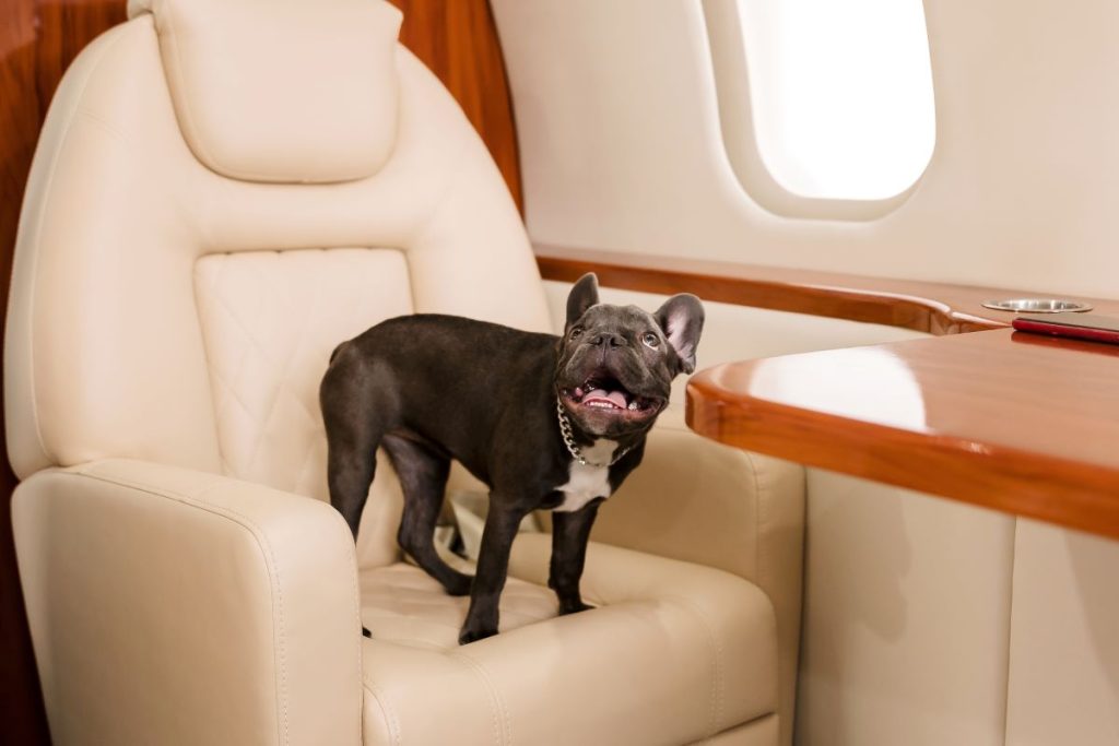 small dog french bulldog on board of plane select 2023 11 27 04 58 38 utc